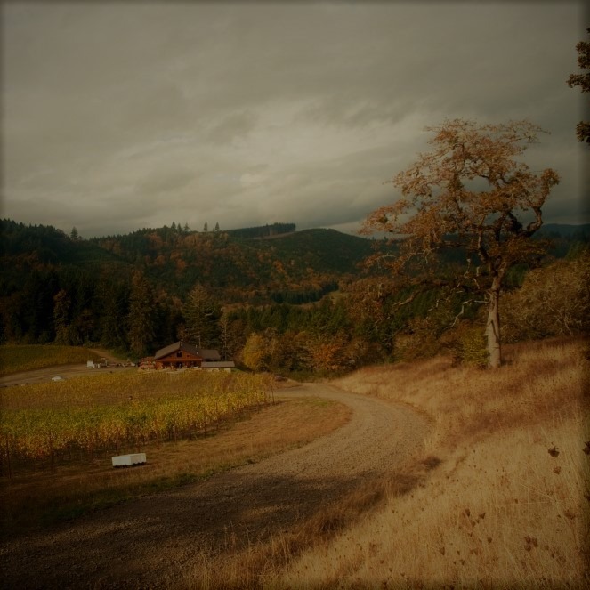 The road to Coeur de Terre Vineyard